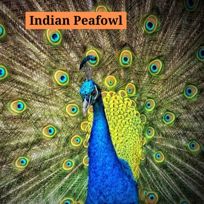 Indian Peafowl