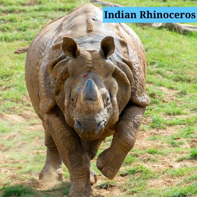 Indian Rhinoceros