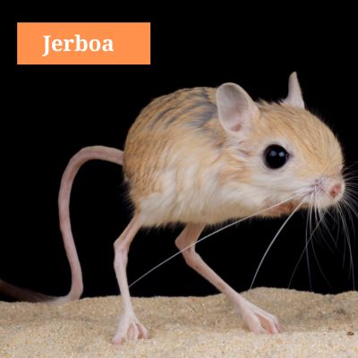 Jerboa