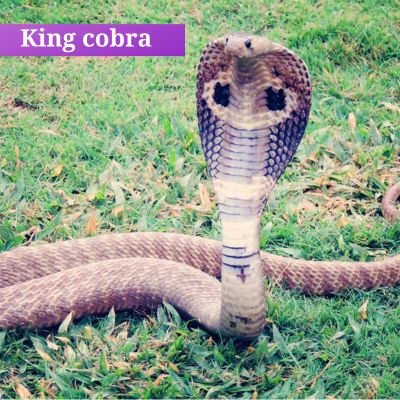 King cobra