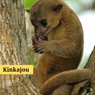 Kinkajou