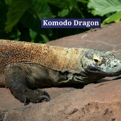 Komodo Dragon