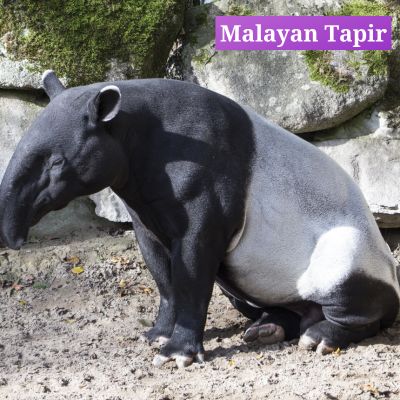 Malayan Tapir