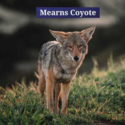 Mearns Coyote