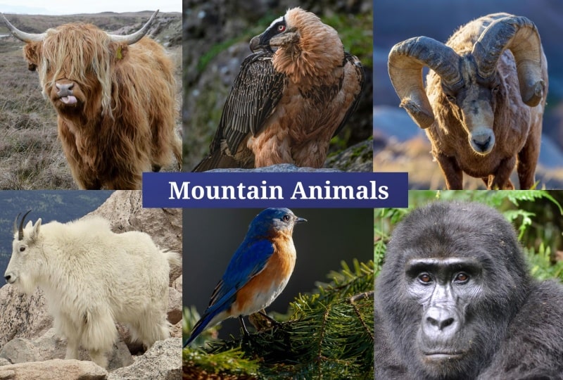 Mountain Animals