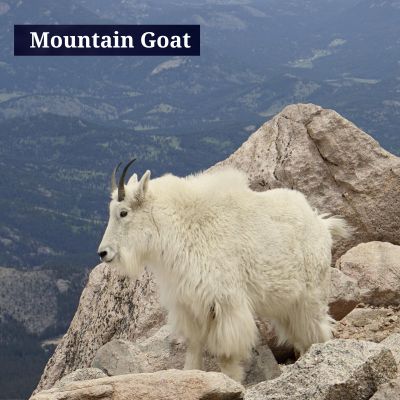 Mountain Goat