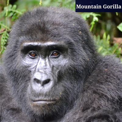 Mountain Gorilla