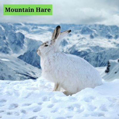 Mountain Hare