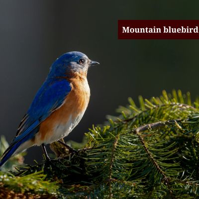 Mountain bluebird