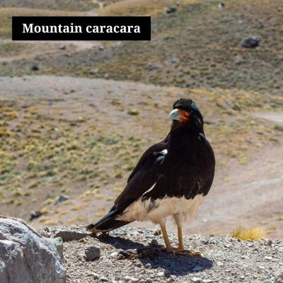 Mountain caracara