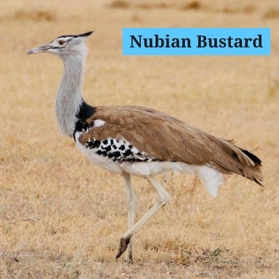 Nubian Bustard