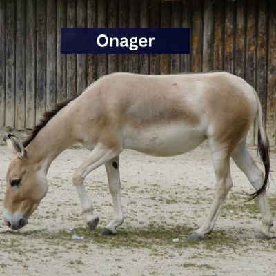 Onager