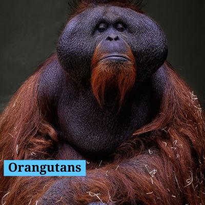 Orangutans