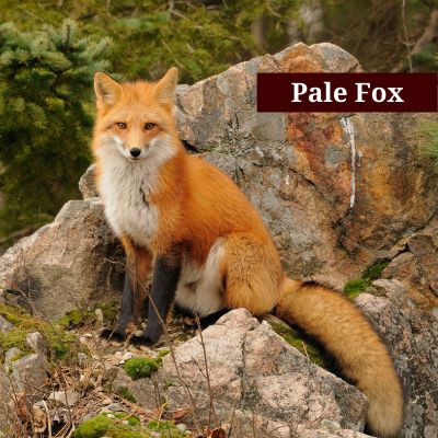 Pale Fox