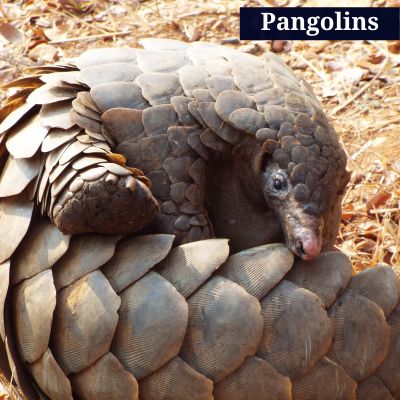 Pangolins