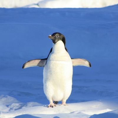 Penguin