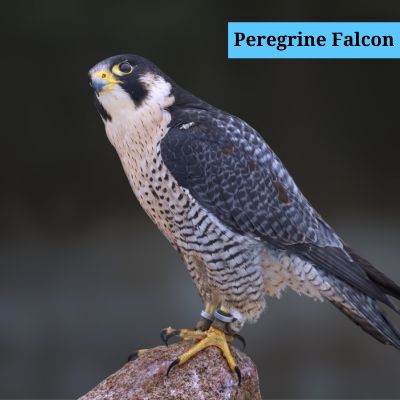 Peregrine Falcon