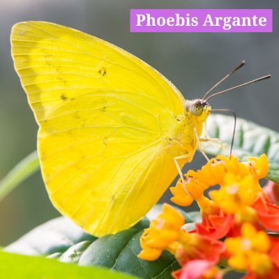 Phoebis Argante