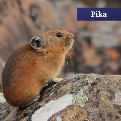 Pika