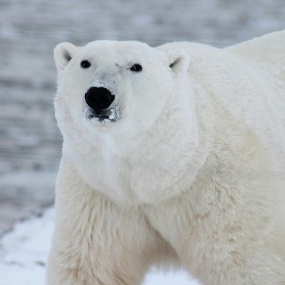 Polar Bear