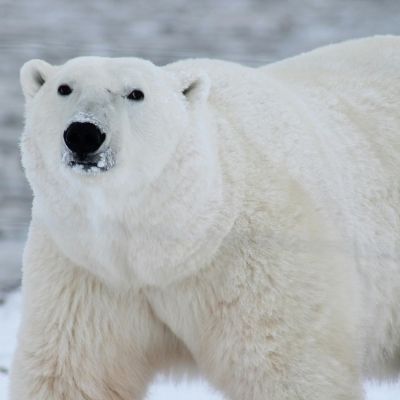 Polar Bear