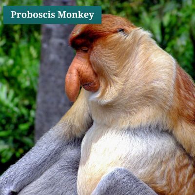 Proboscis Monkey