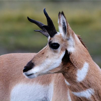 Pronghorn