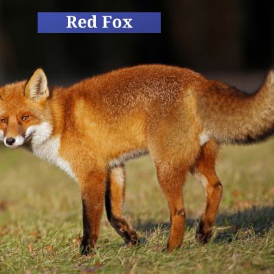 Red Fox