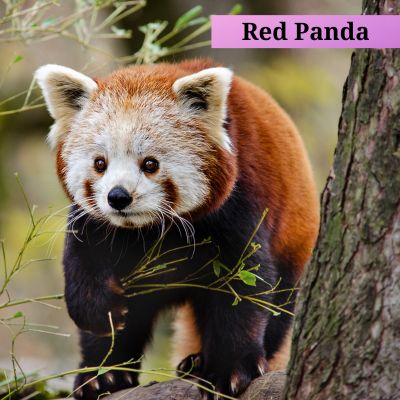 Red Panda