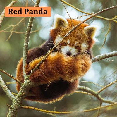 Red Panda