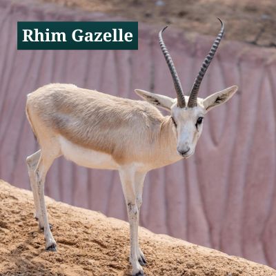 Rhim Gazelle