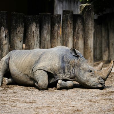 Rhinoceros