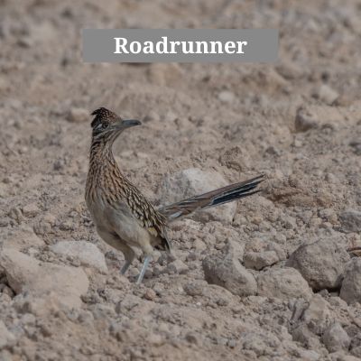 Roadrunner