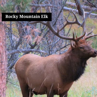 Rocky Mountain Elk