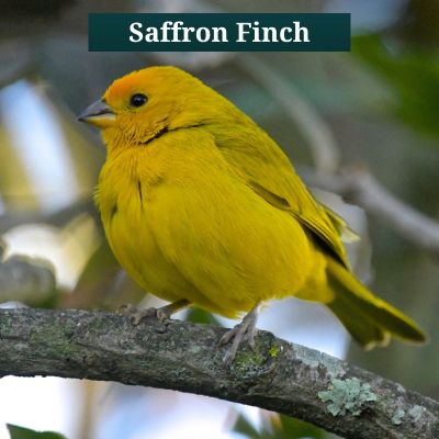 Saffron Finch