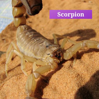 Scorpion