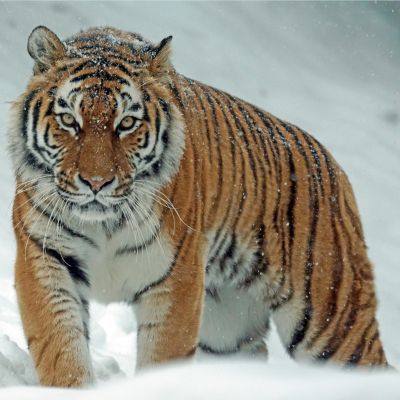 Siberian Tiger