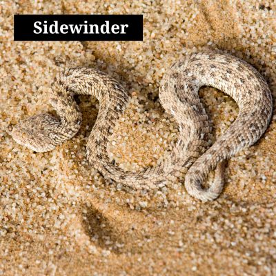 Sidewinder