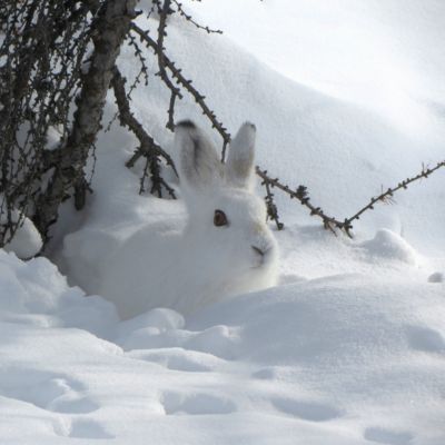 Snow Hare