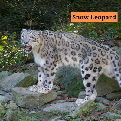 Snow Leopard