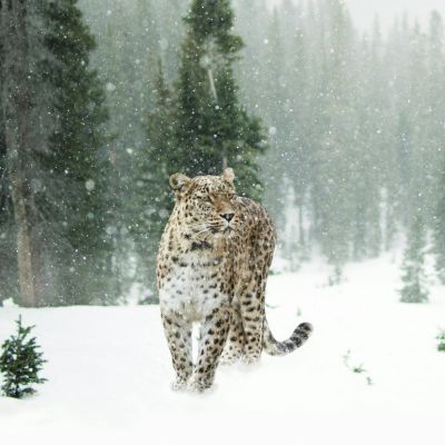 Snow Leopard