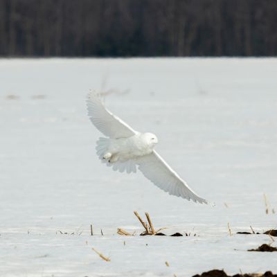 Snowy Owl