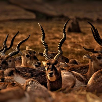 Spiral-horned antelopes