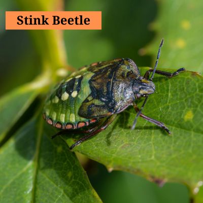 Stink Beetle