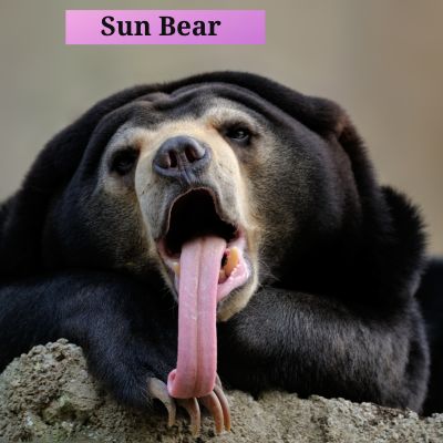 Sun Bear