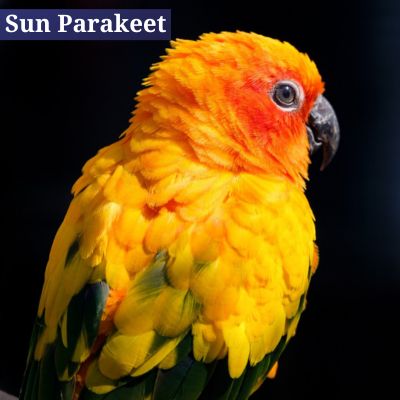 Sun Parakeet