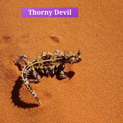 Thorny Devil