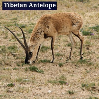 Tibetan Antelope