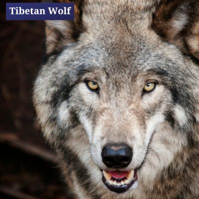 Tibetan Wolf