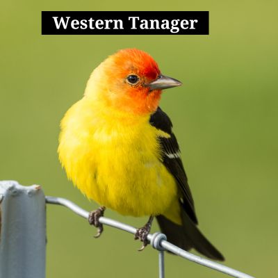 Western Tanager